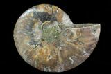 Agatized Ammonite Fossil (Half) - Madagascar #83850-1